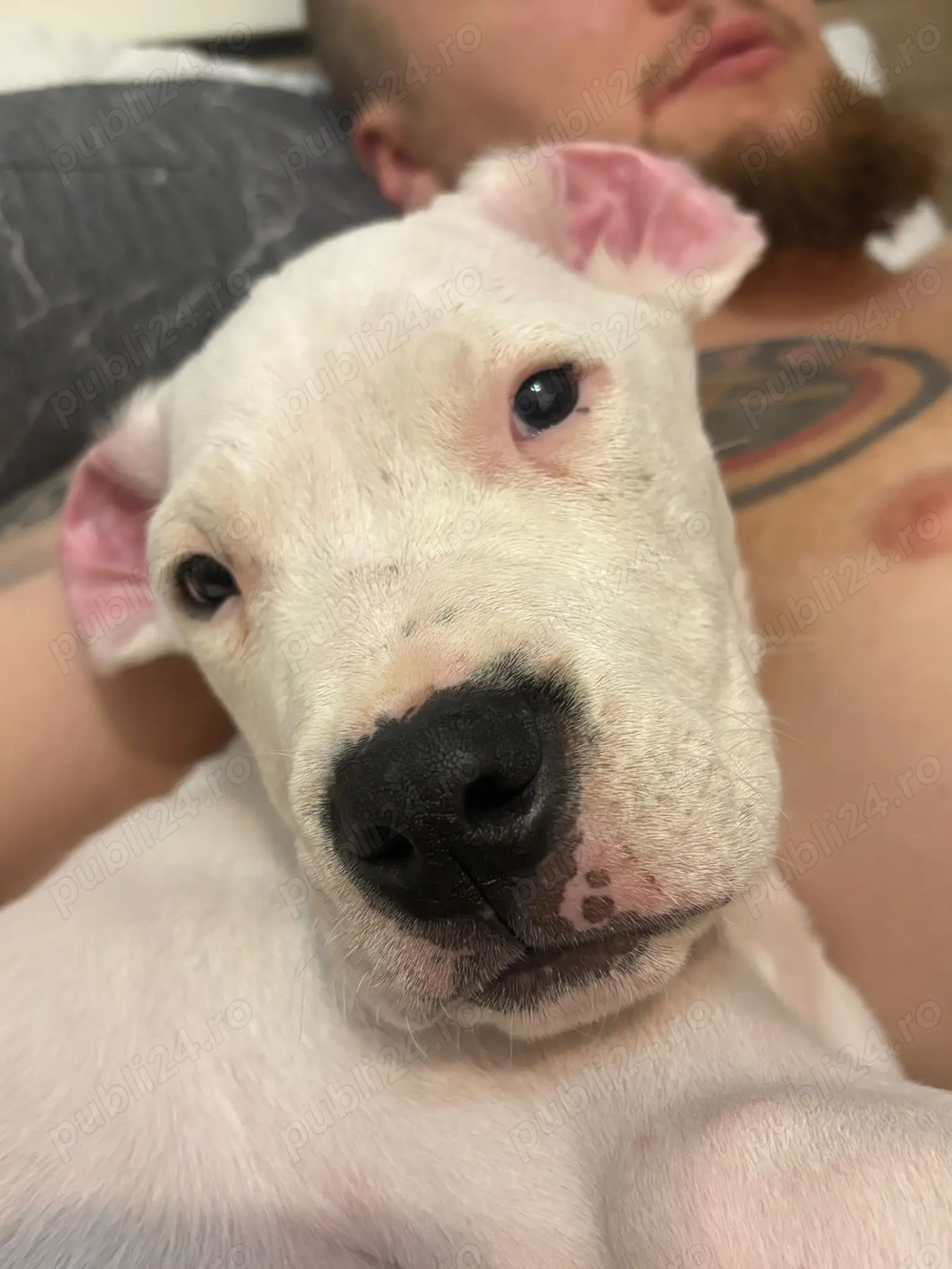 Pui mascul Dog Argentino