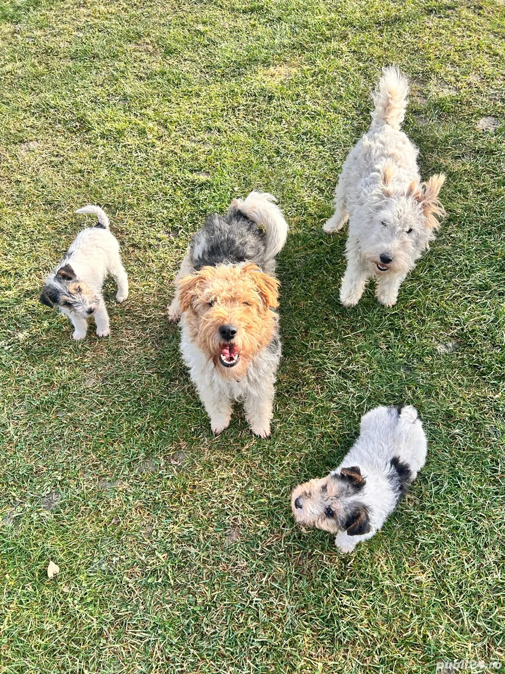 Vand catelusa Fox Terrier