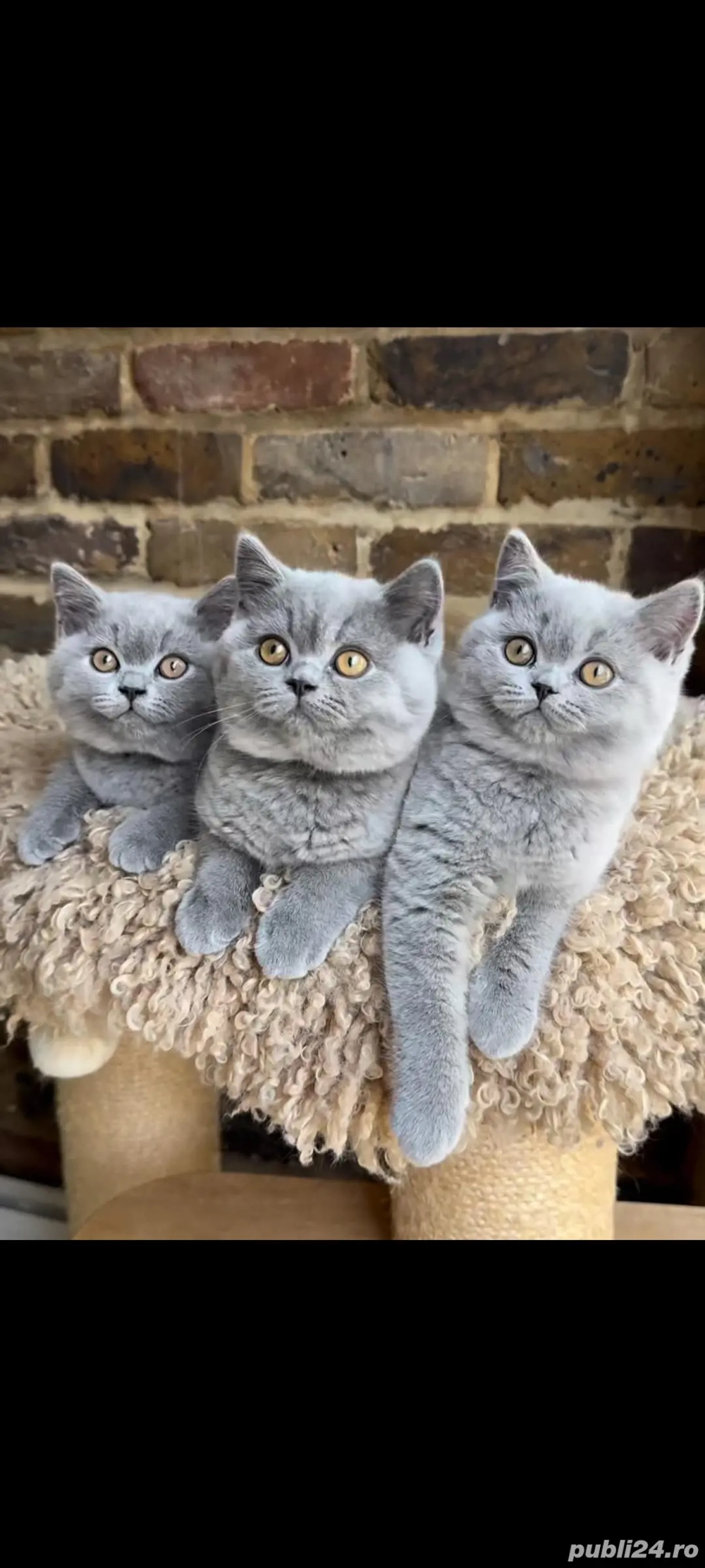 British Shorthair blue!!!