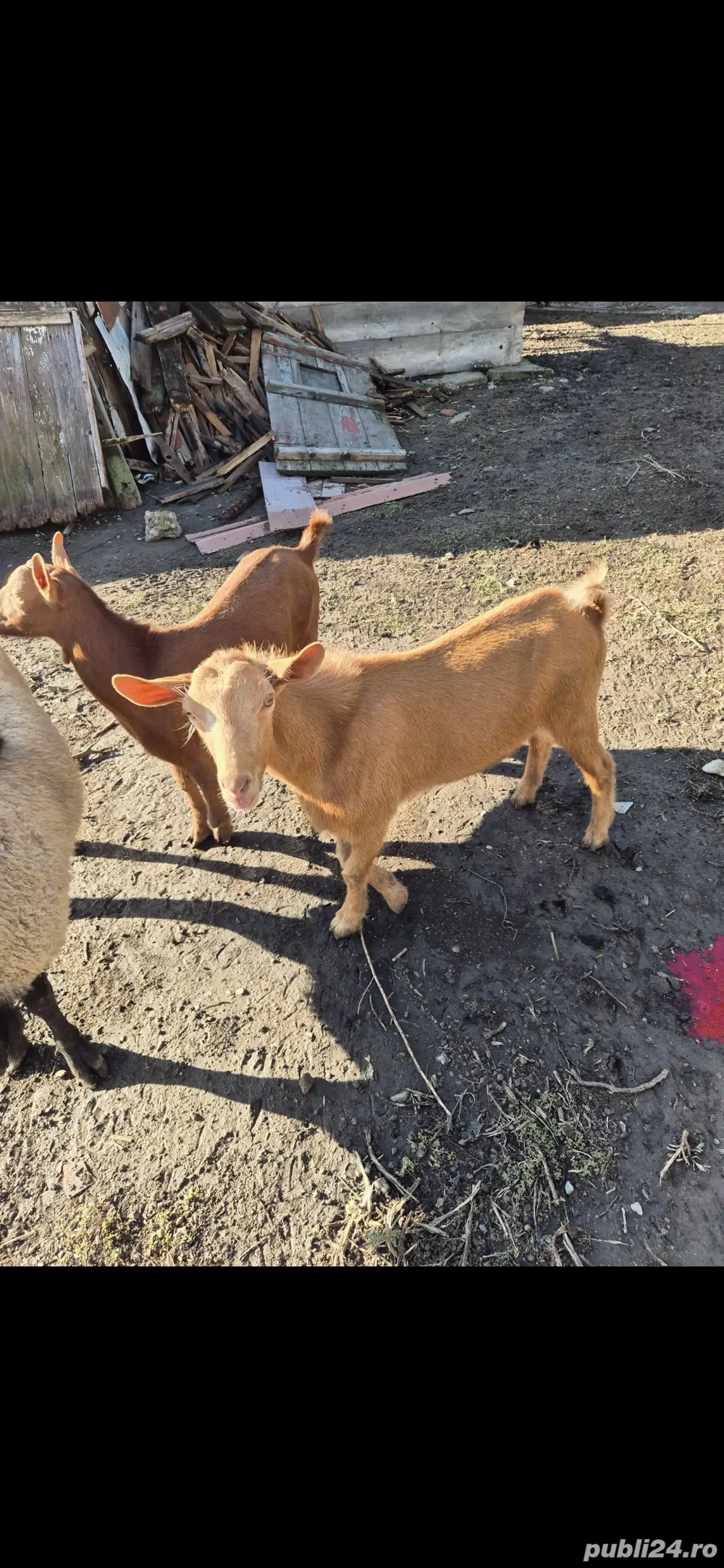 țapi murciano granadina 