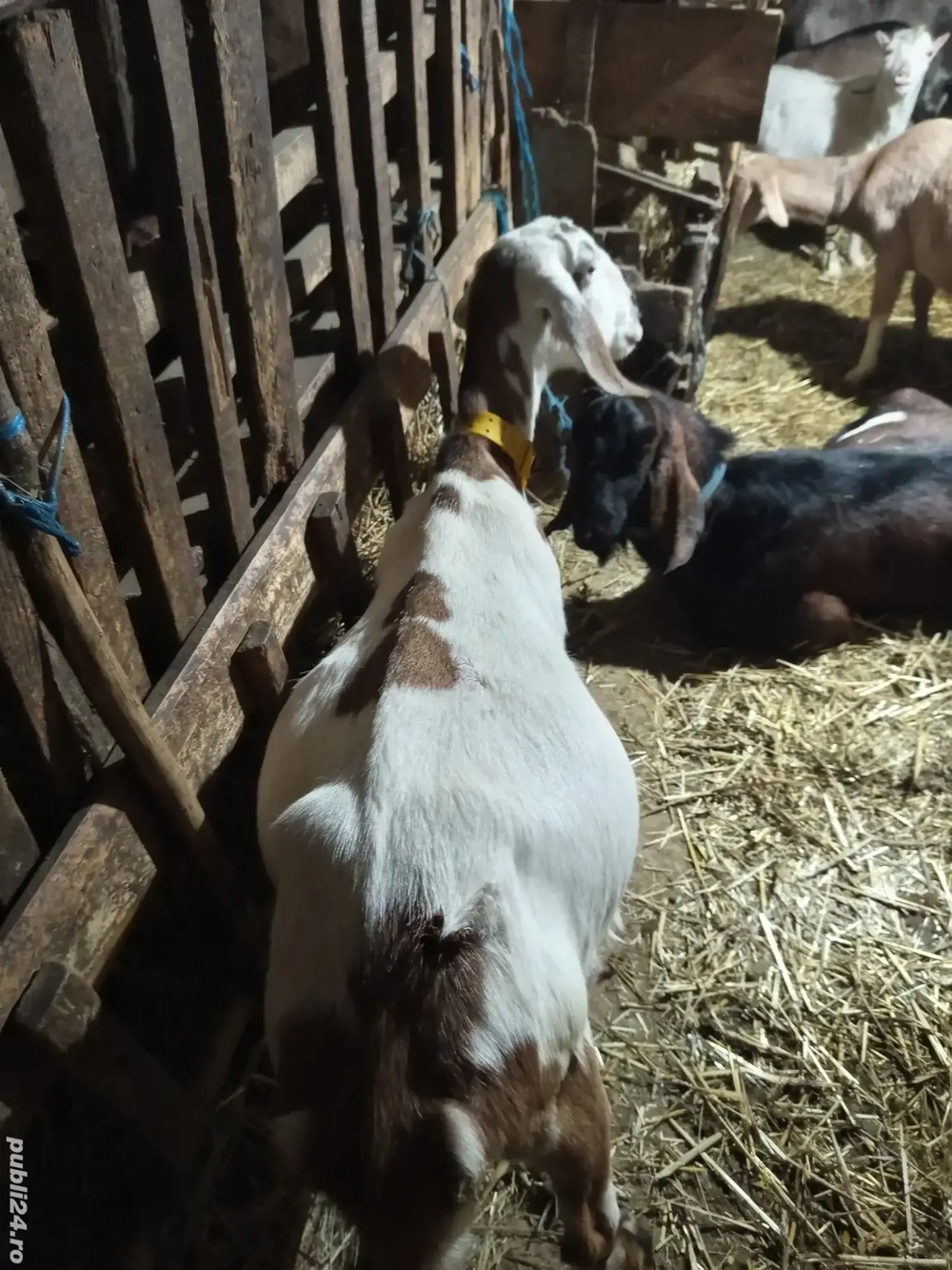 vând două căprițe gestante aproape de fătare