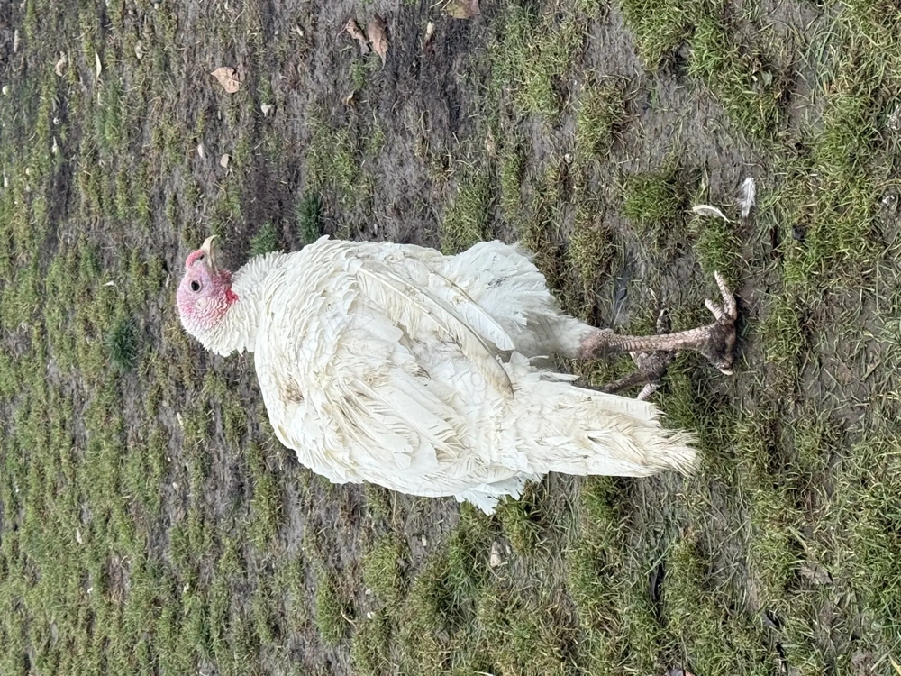 Vând curcan de casă 