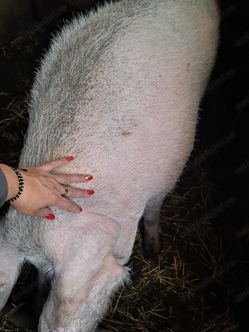 Vând porci de Crăciun