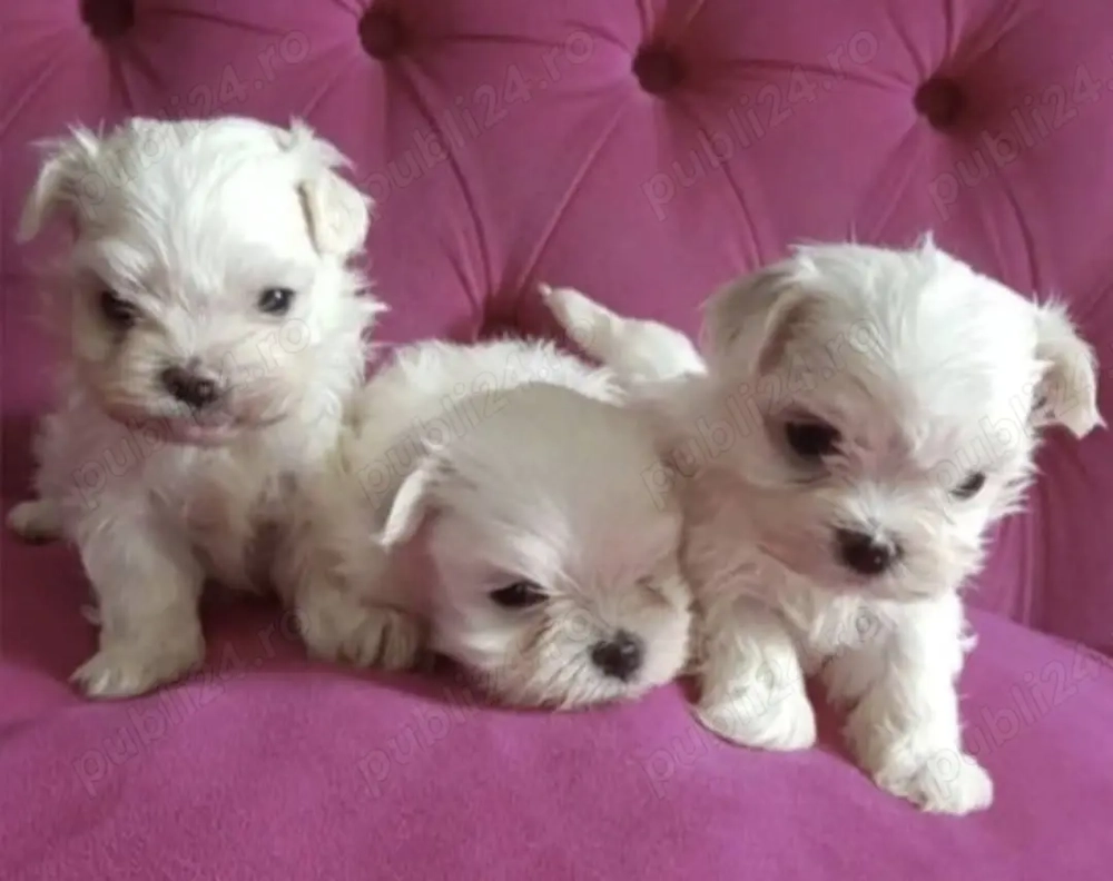 Bichonei maltez toy fetite si baietei