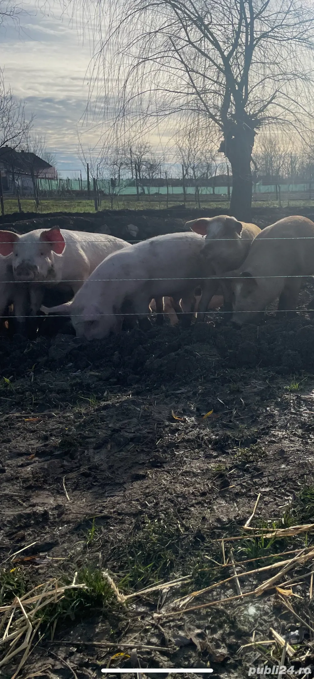 purcei sanatosi crescuti in semilibertate (30-45) kg