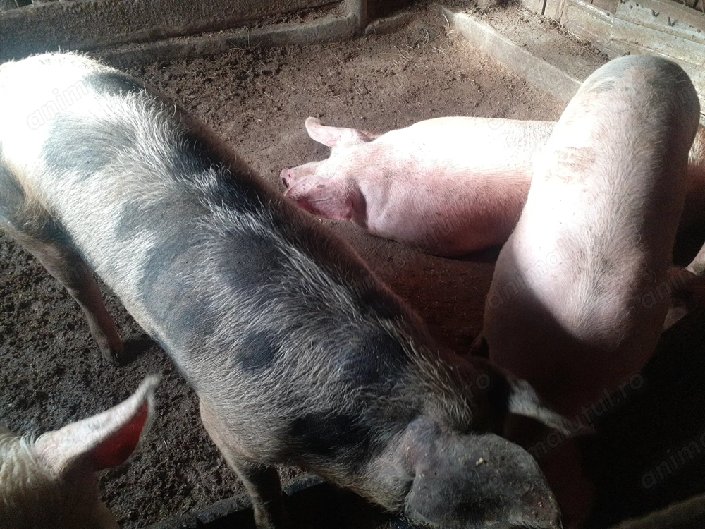 Porci de vanzare 