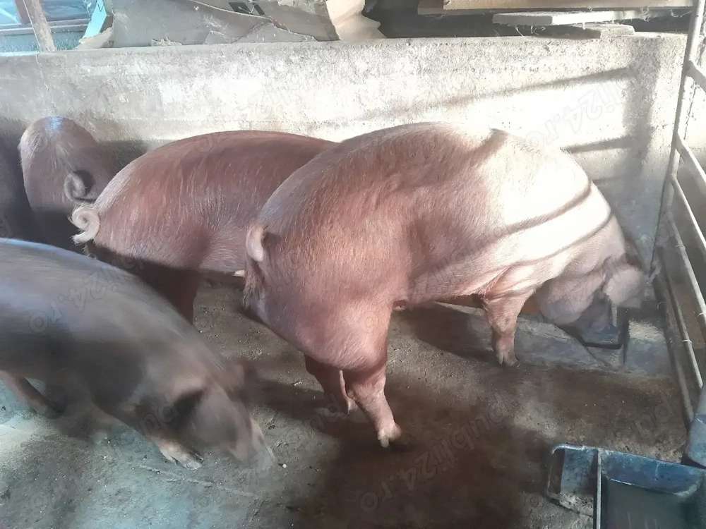 Porci rasa de carne