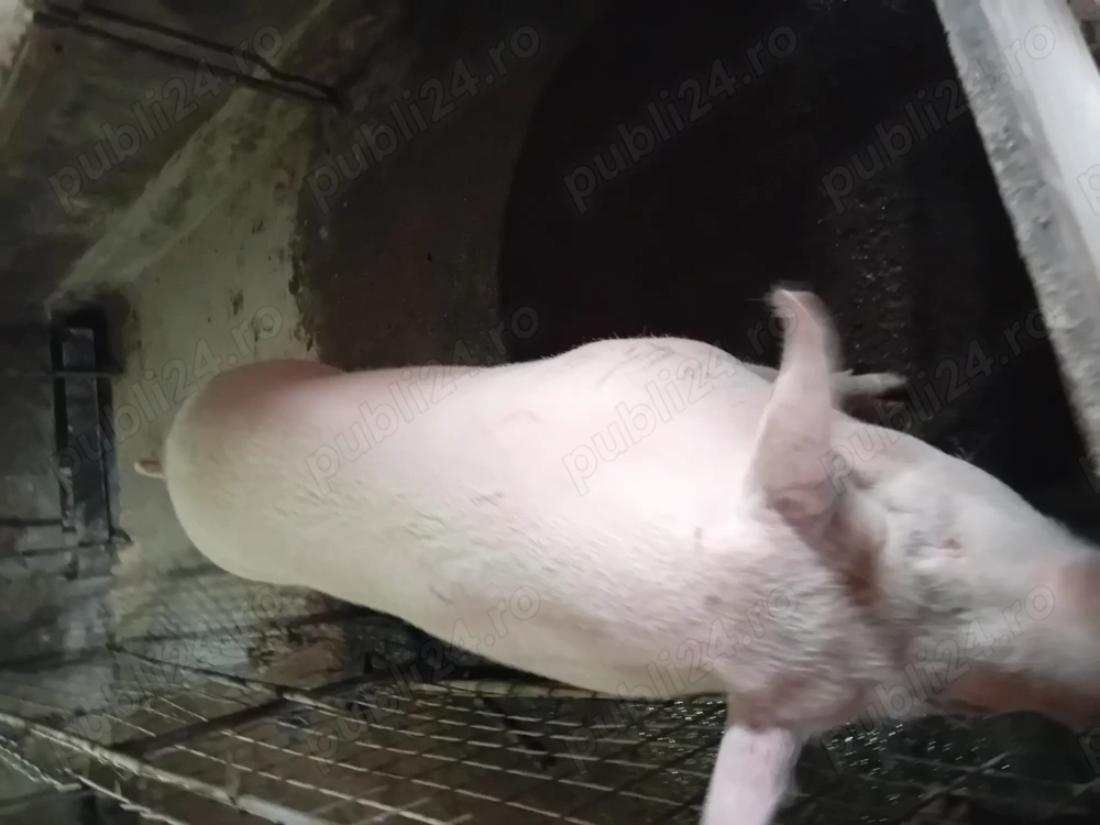 Vând porci pentru sacrificat