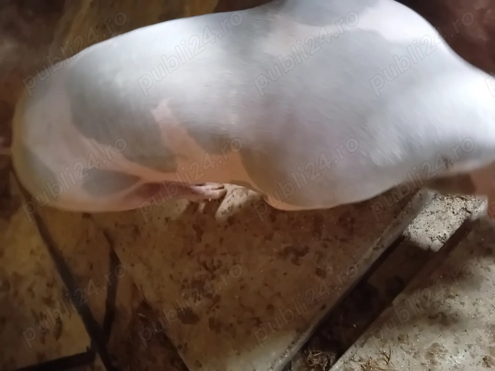 Vând porci pietrean