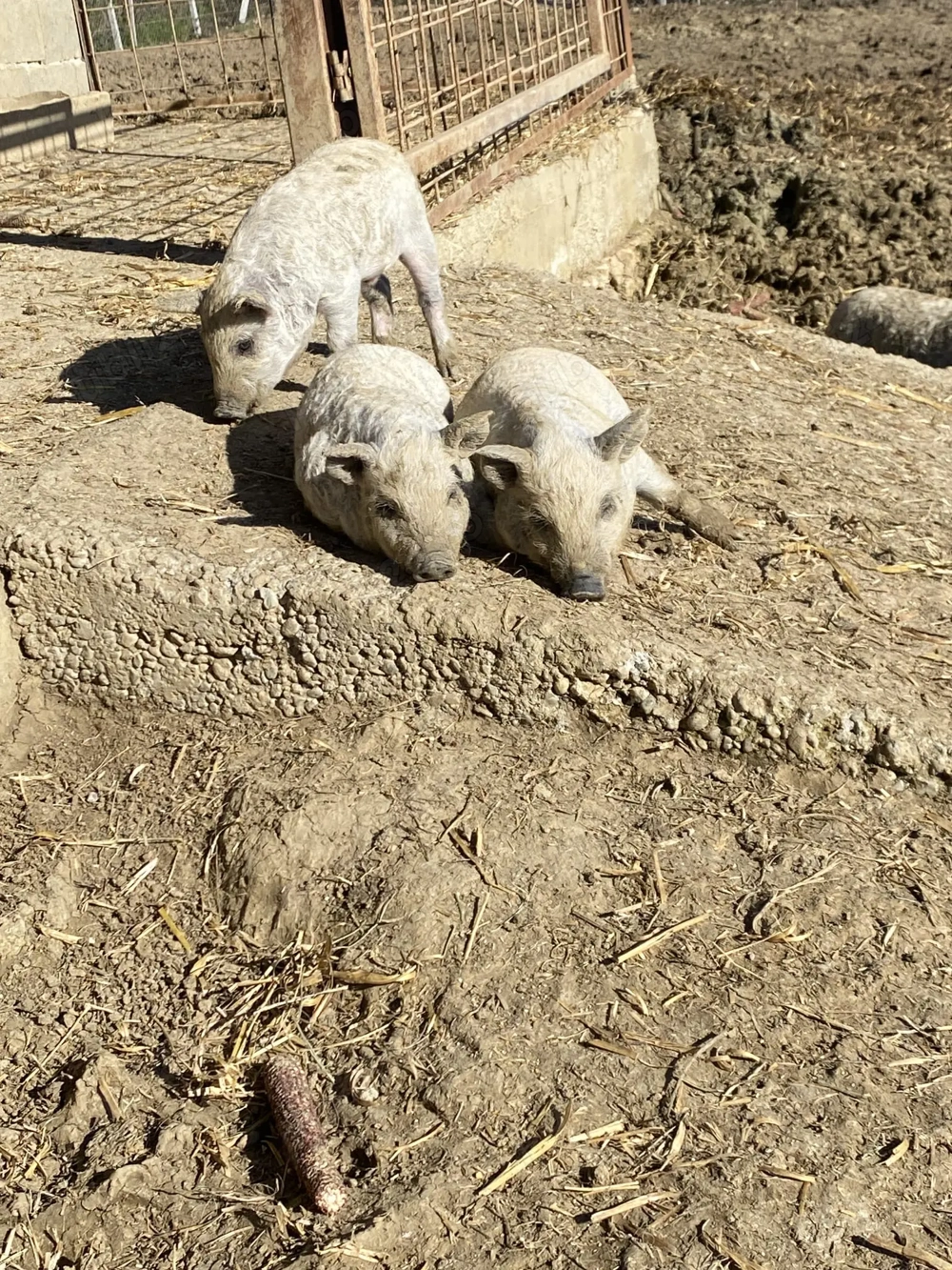 Vând purcei mangalita