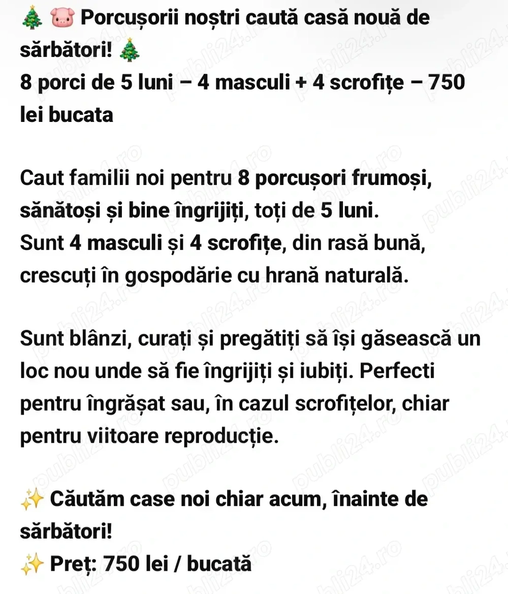 Purcelusi de 5 luni cauta un nou adapost