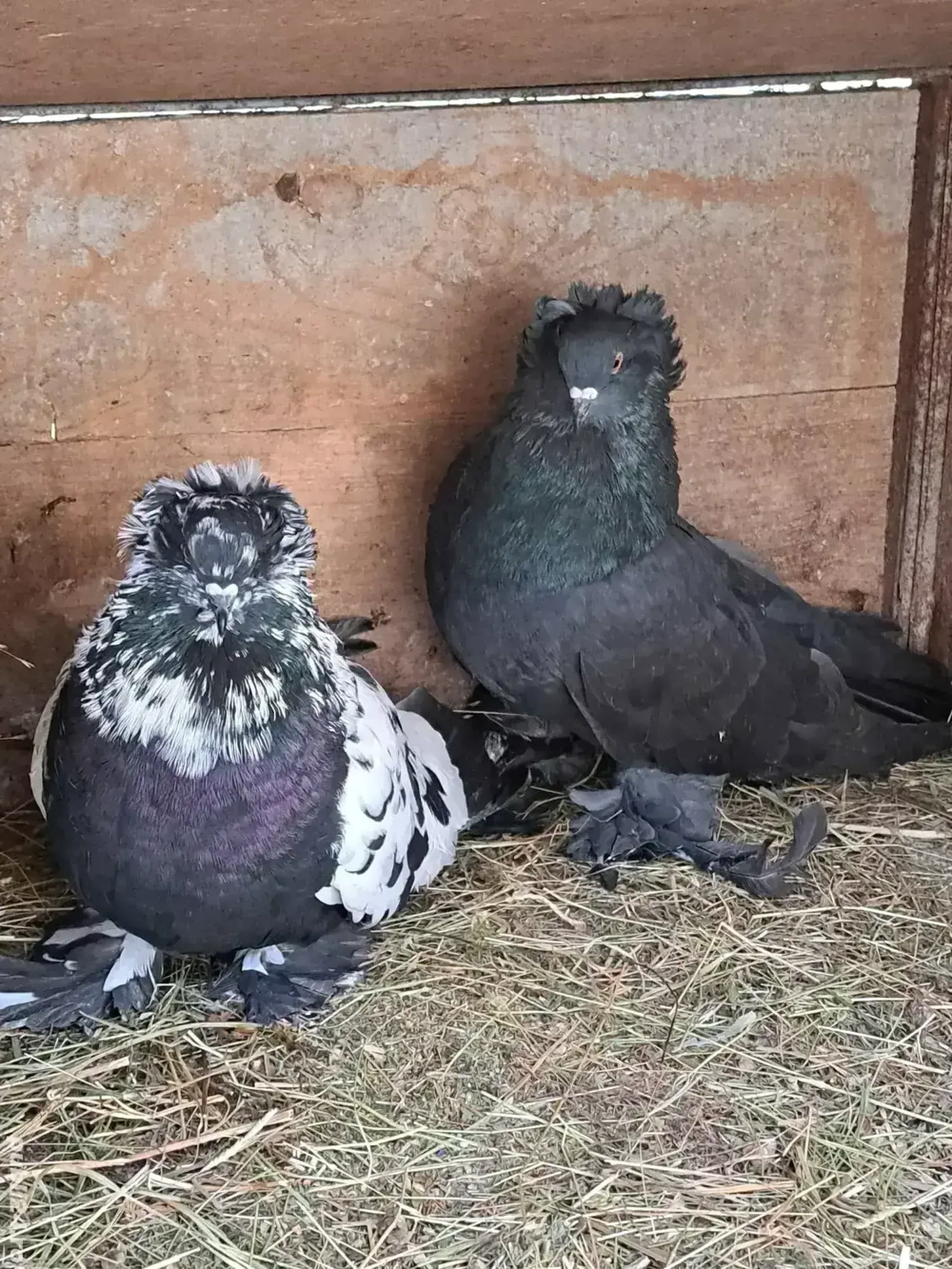 Porumbei uriasi maghiari