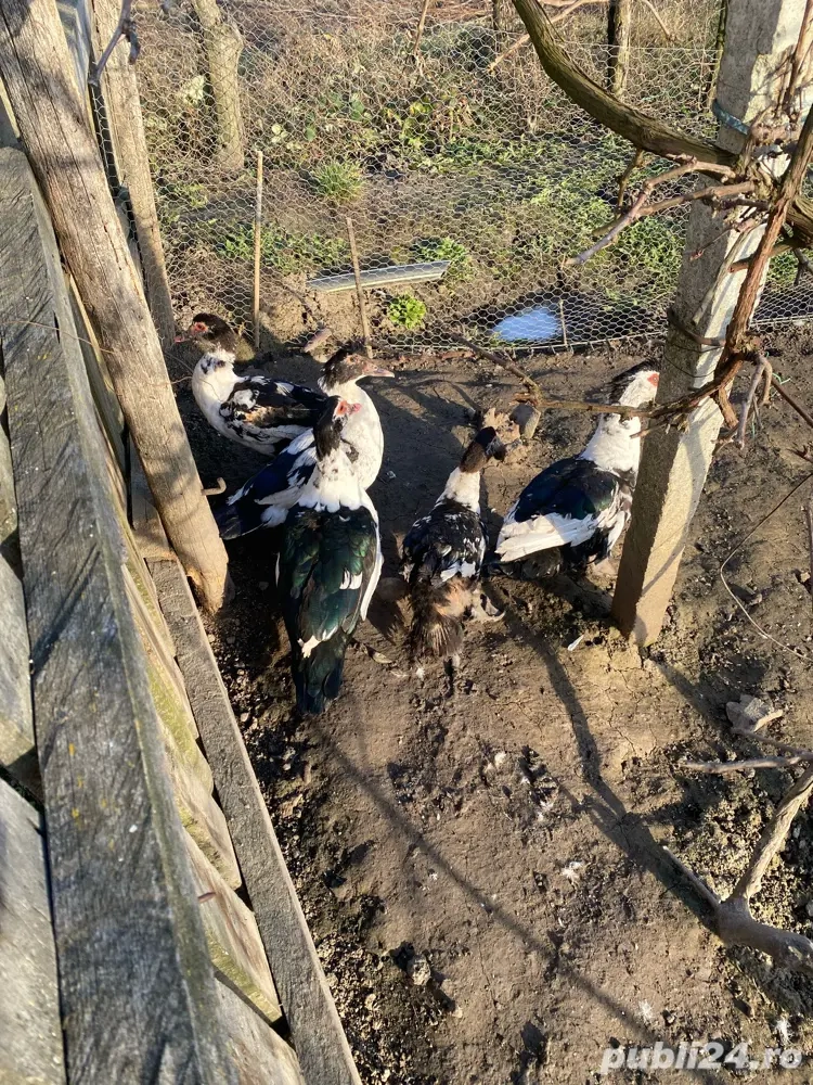 un rațoi și 4 rate de vînvare preț negociabil