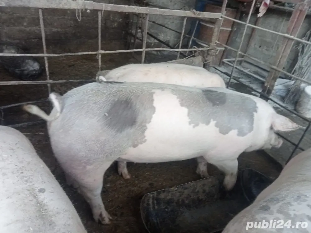 vand 2 porci 