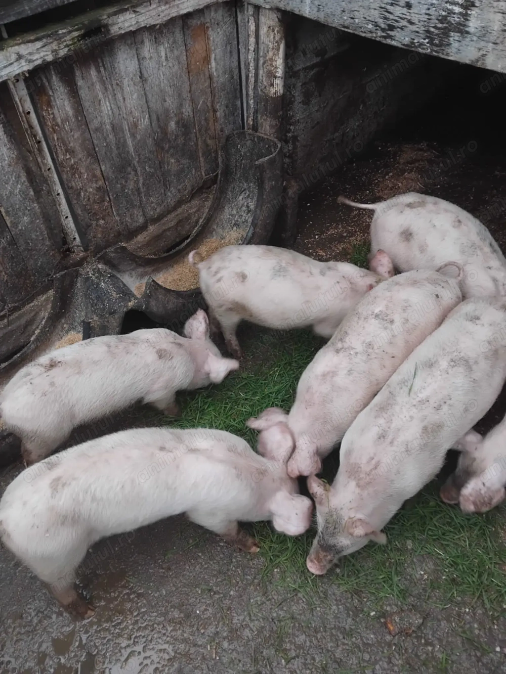 Purcei de vânzare 500 lei buc negociabil.   