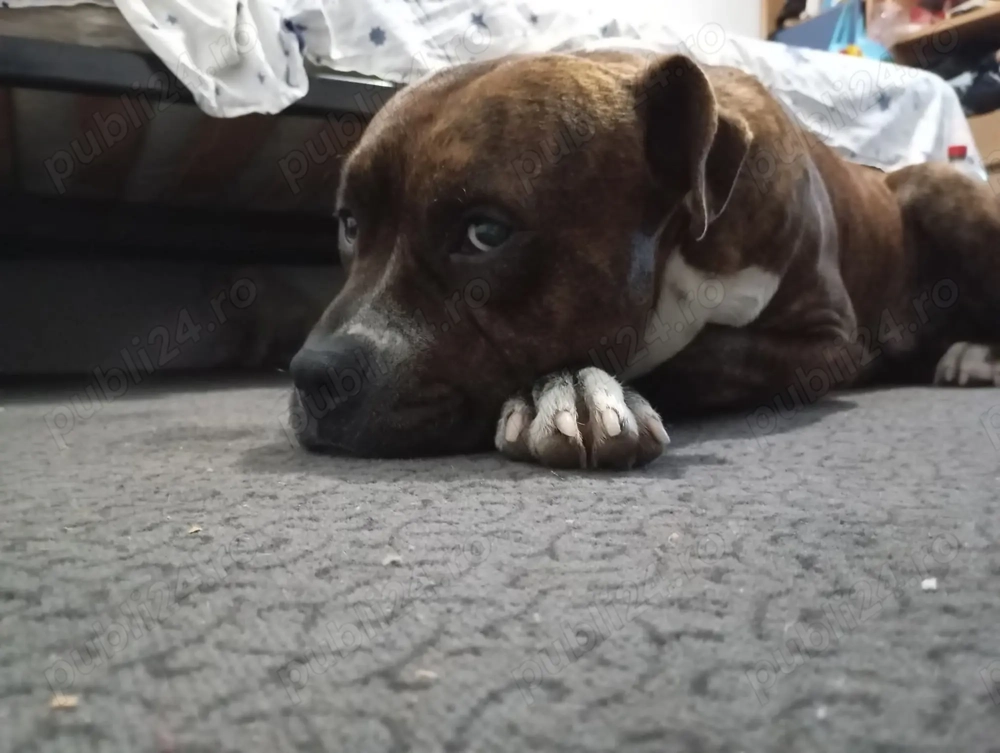 Amstaff adult 3 ani și 4 luni 