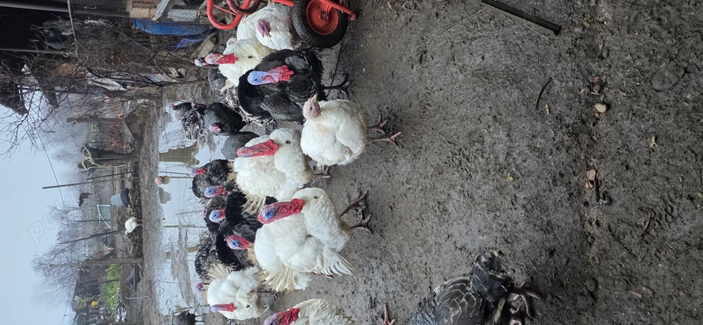 Vand curci si curcani