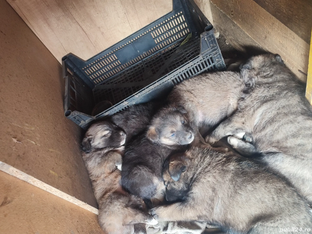 Donez 6 pui spre adoptare 