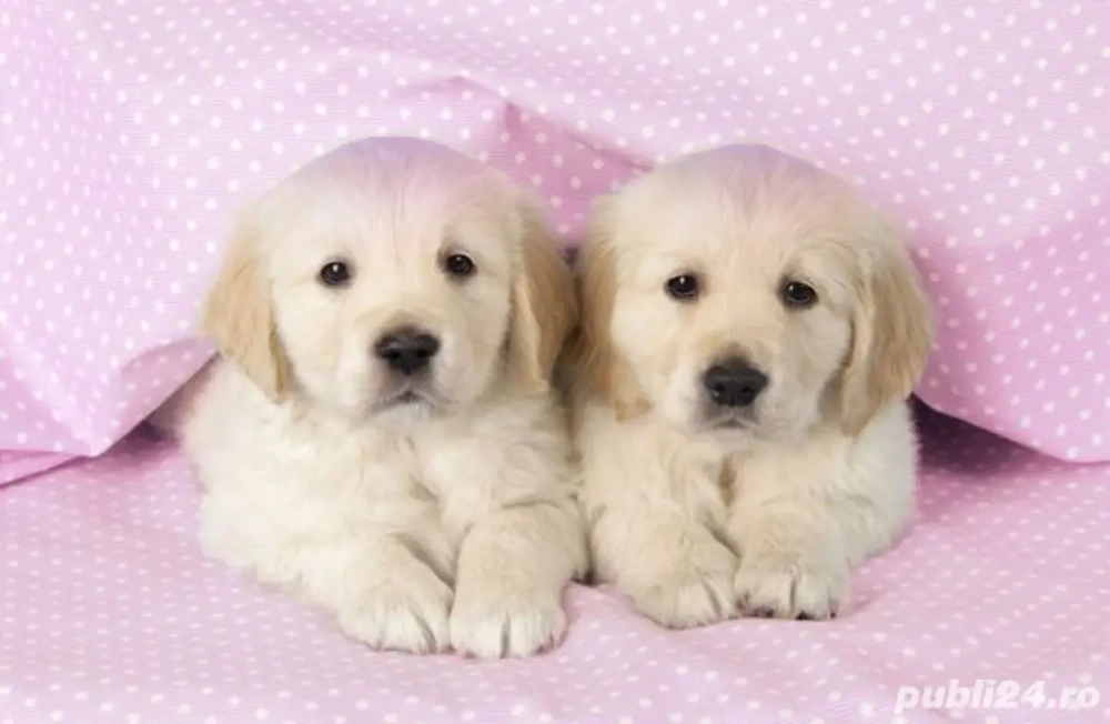 Golden Retriever  Baiat și Fetiță 