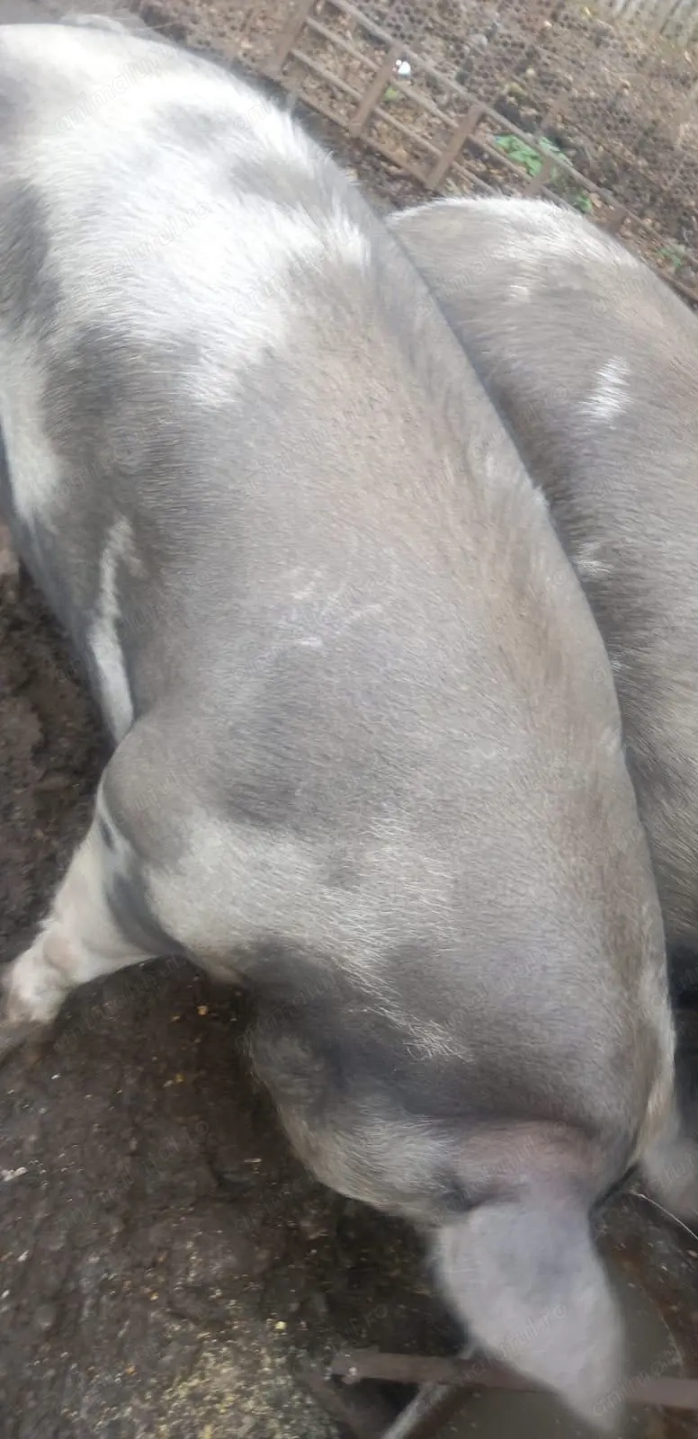 Vand porci, 1-aprox 300kg, 5-aprox 100 kg bucata