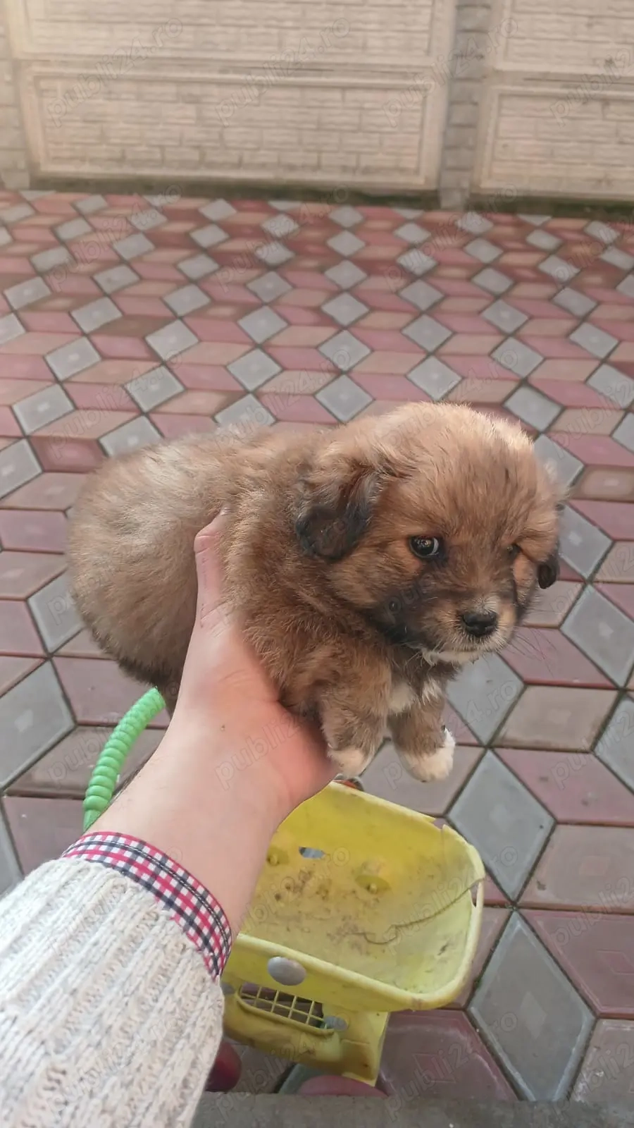 Bishon 1 luna se poate vedea în medias