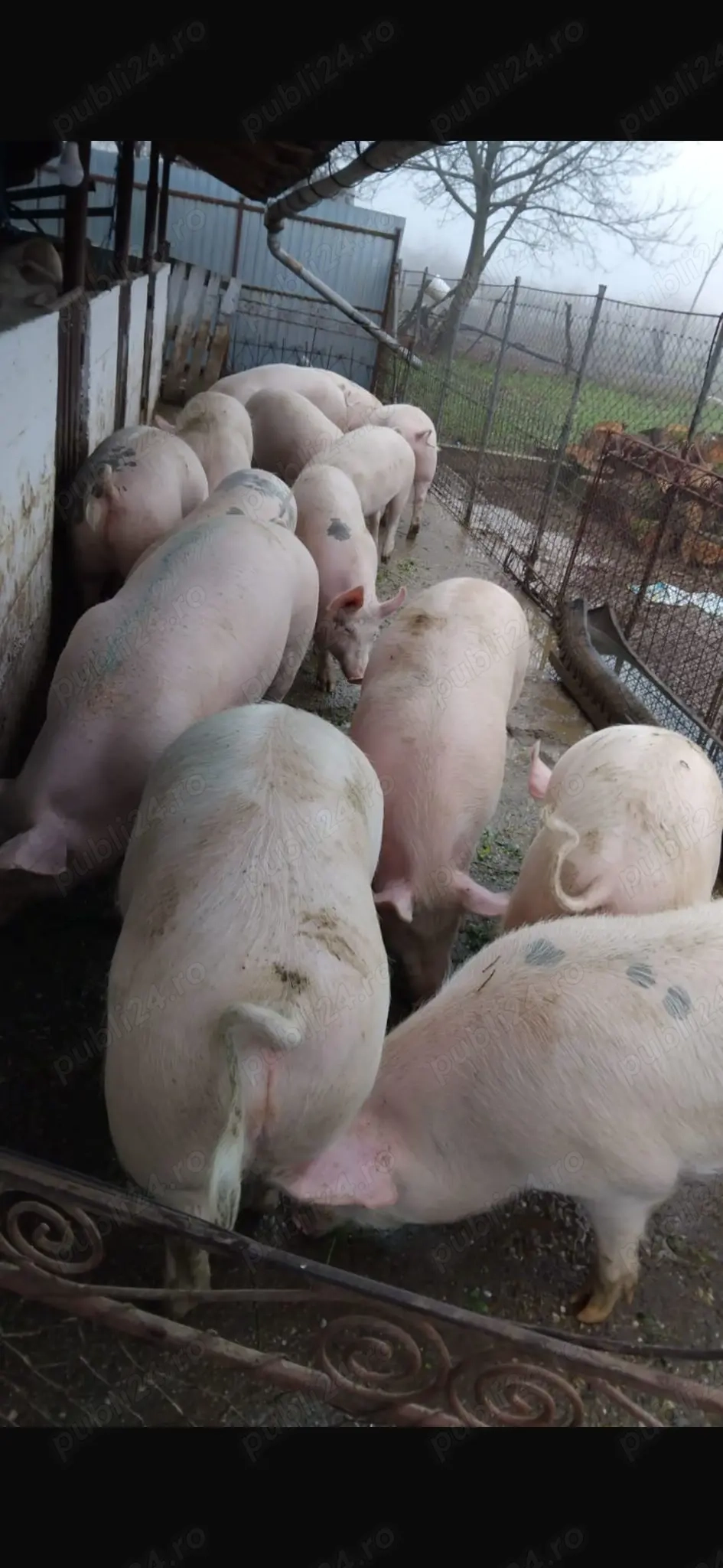 Vand porci cu greutatea cuprinsă între 100-150 de kg