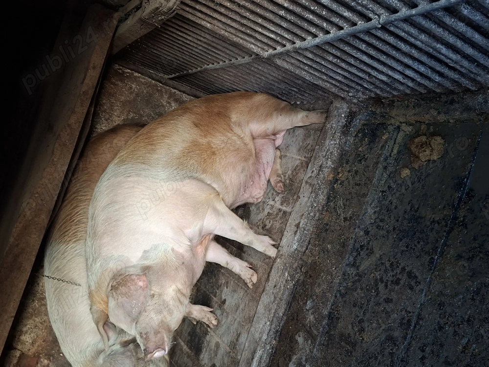 Crescuți in gospodăria proprie