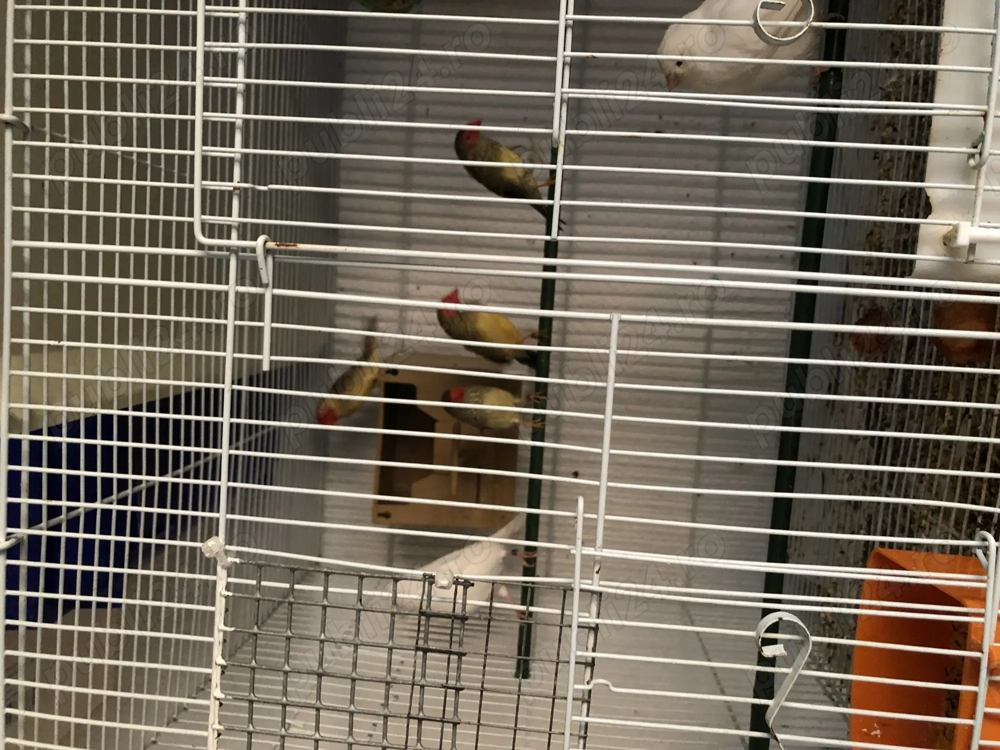 Pasari exotice ornament și cantatoare