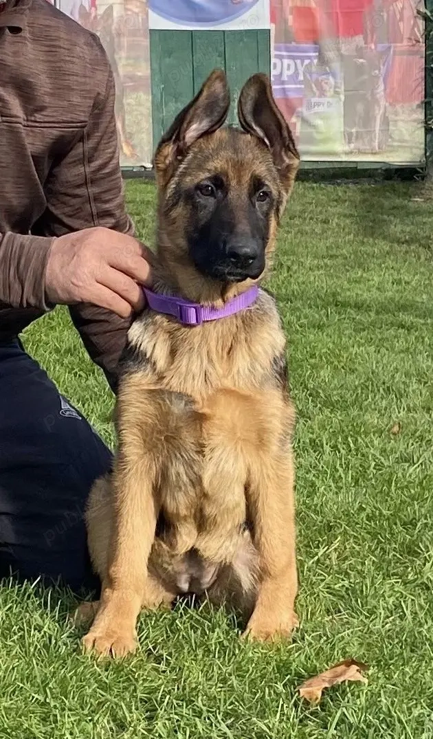 Pui ciobănesc german cu pedigree 