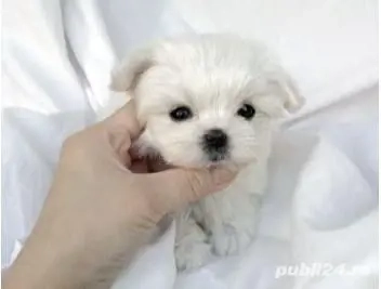 Bichon maltez mini toy