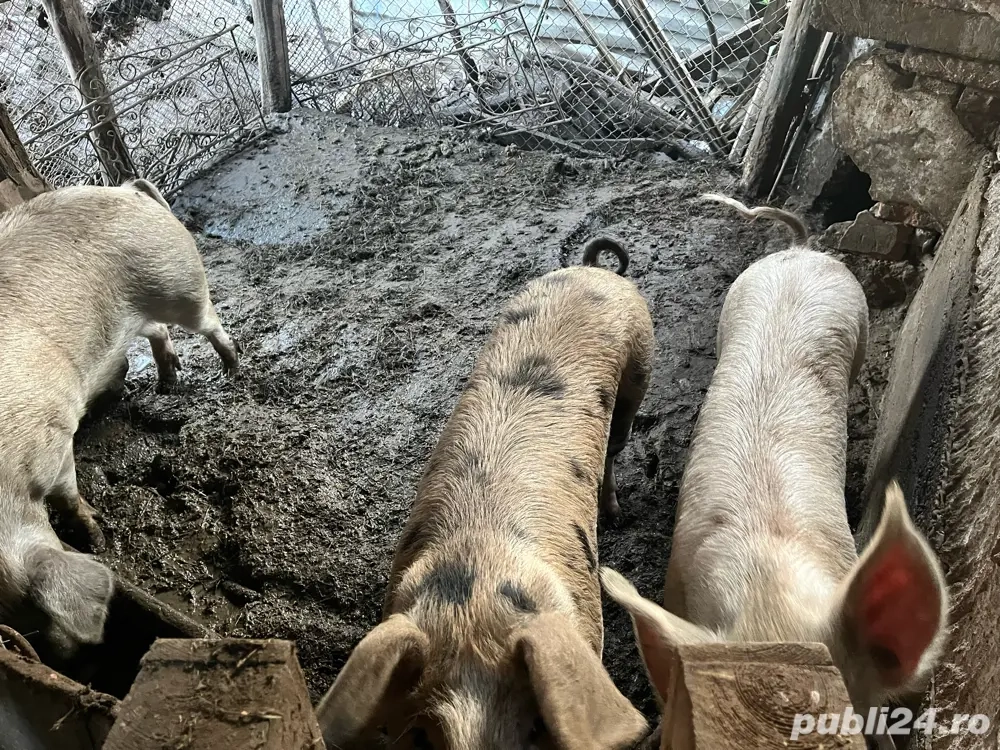 porci pentru sacrificat 