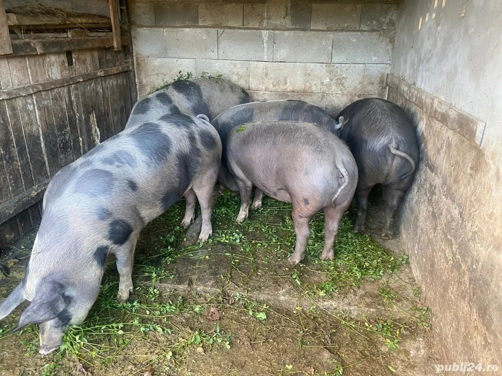 porci de vanzare