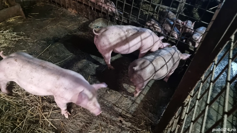 Porci rasa Petrain Belgian