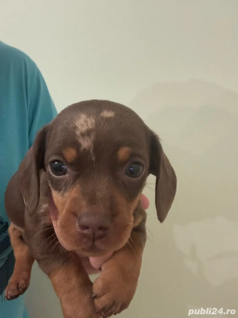 Femela teckel vaccinata cu carnet