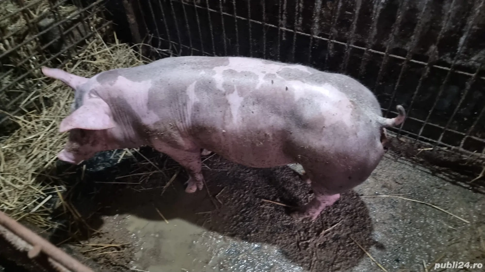 Scrofita Petrain Belgian