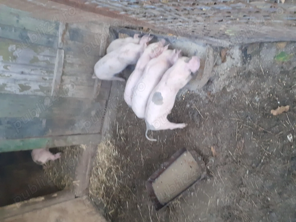 Purcei 12 săptămâni, pietrain cu landrace, 3 m și 2 f