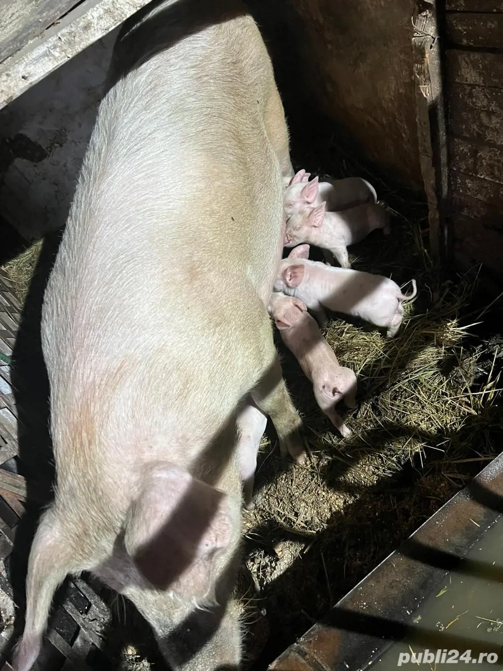 scroafa 300kg Landrace cu 11 purcei