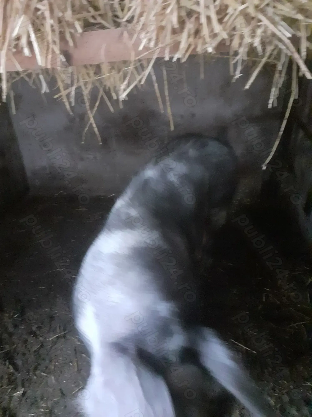 Purcea landrace cu pietrain 