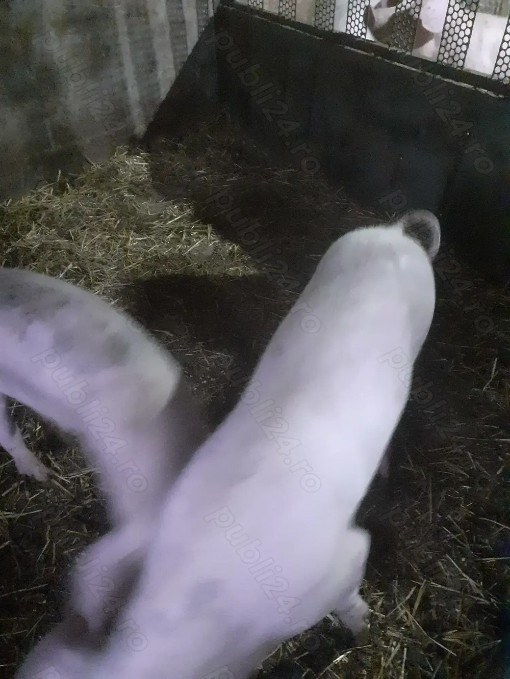 Porci pietrain cu landrace 