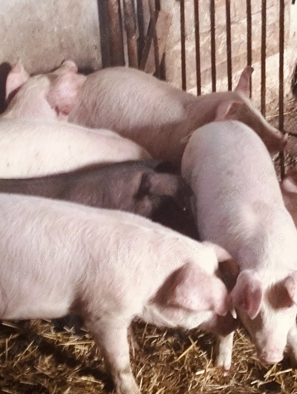 Șoldani frumoși 30-40 kg