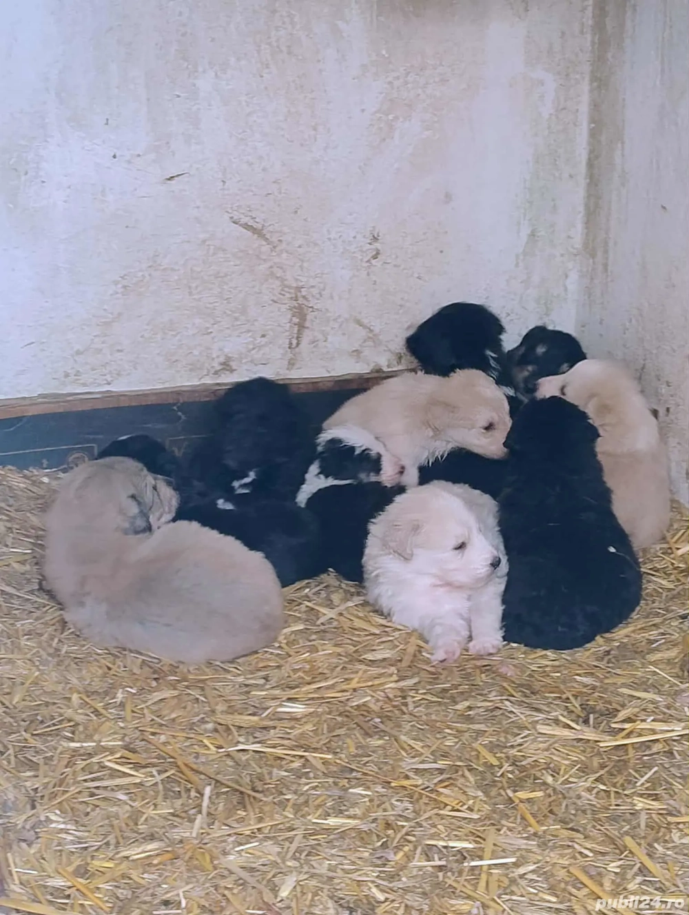 Pui Ciobanesc Mioritic