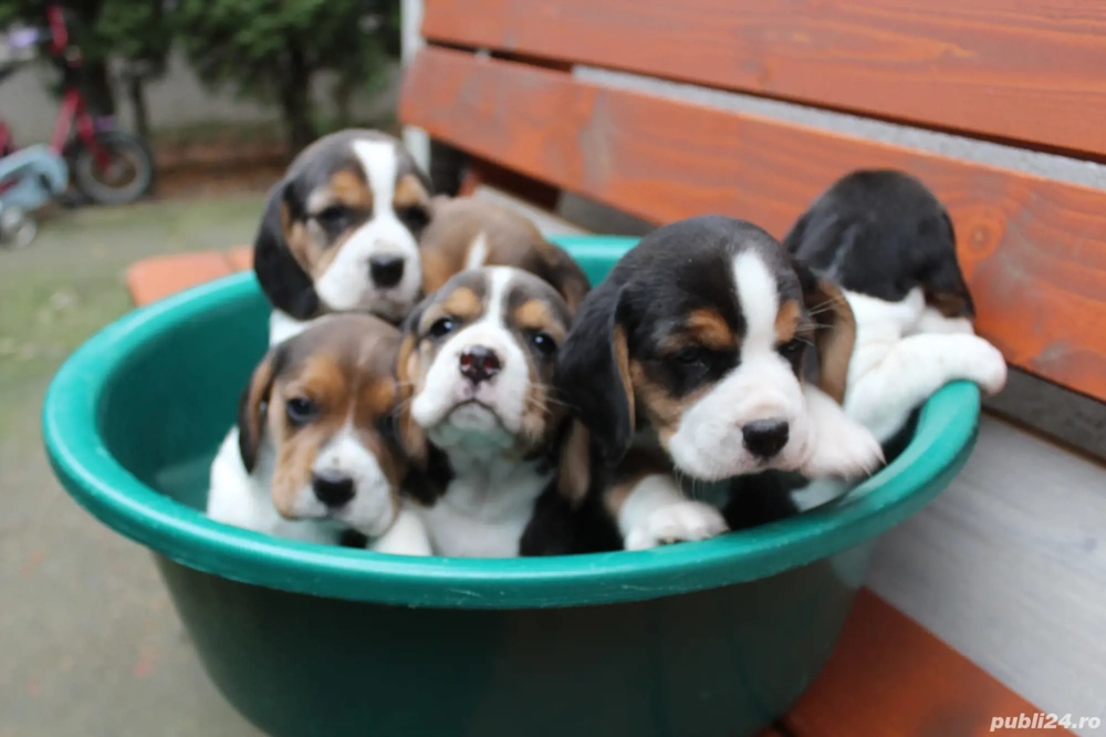 Pui beagle tricolori 