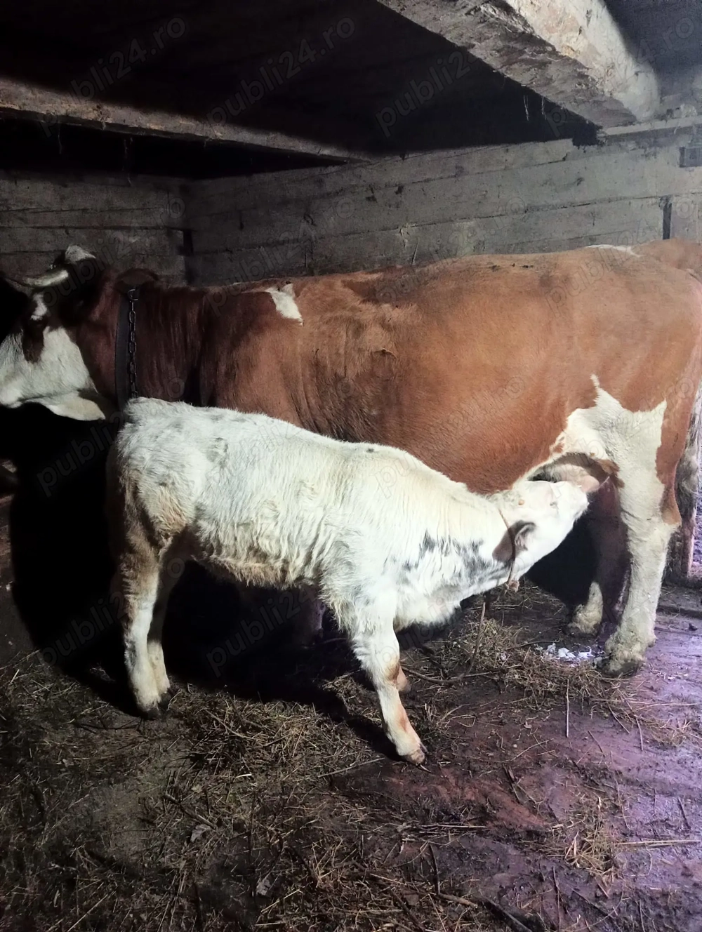 Vând vaca cu vitel belgian