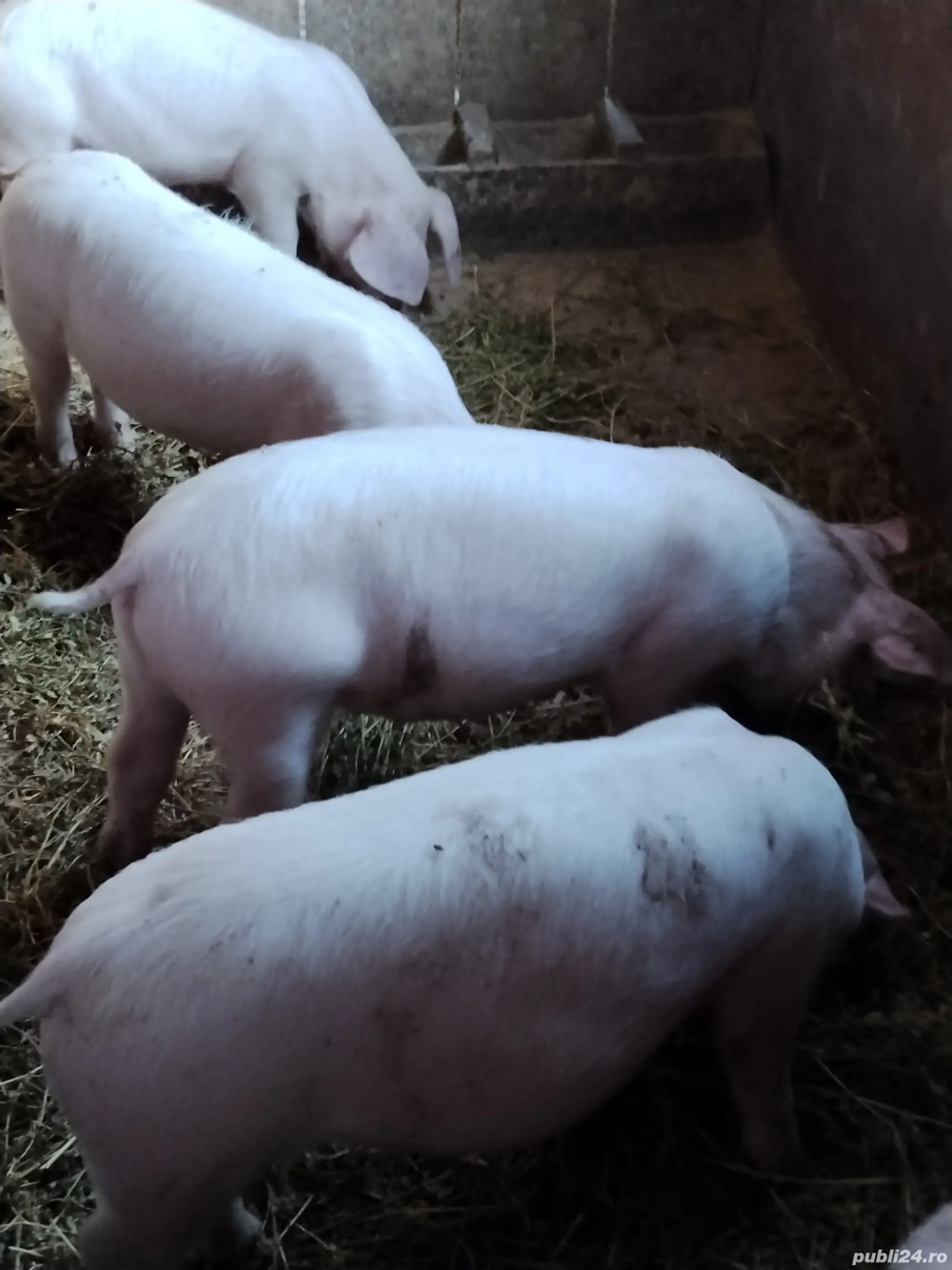 soldani  landras curat