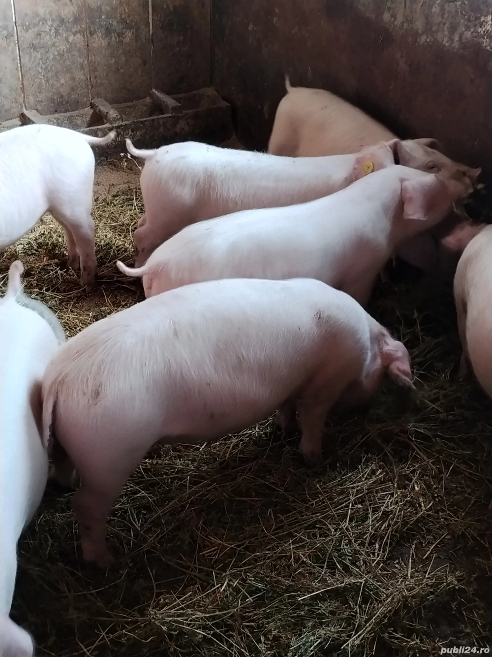 soldani  landras curat