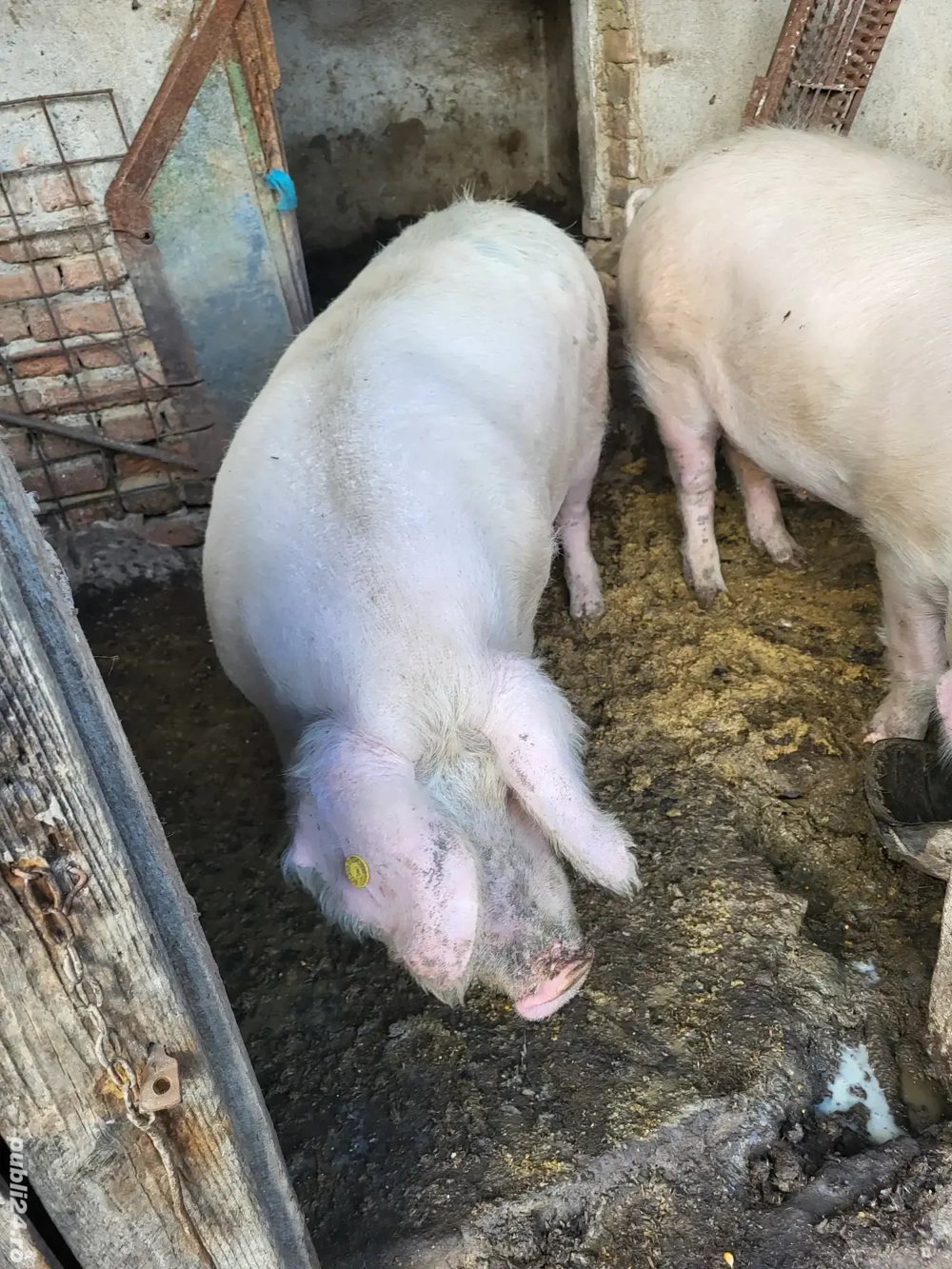 Porci pentru sacrificat