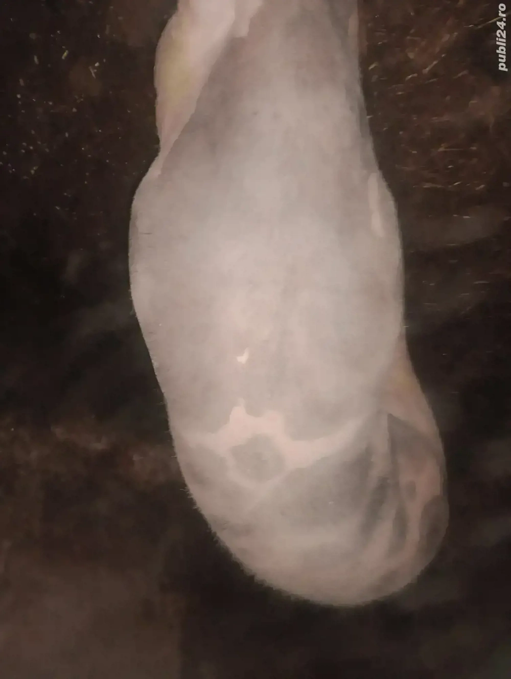 Vînd porci de 120 - 140 -210 hg 