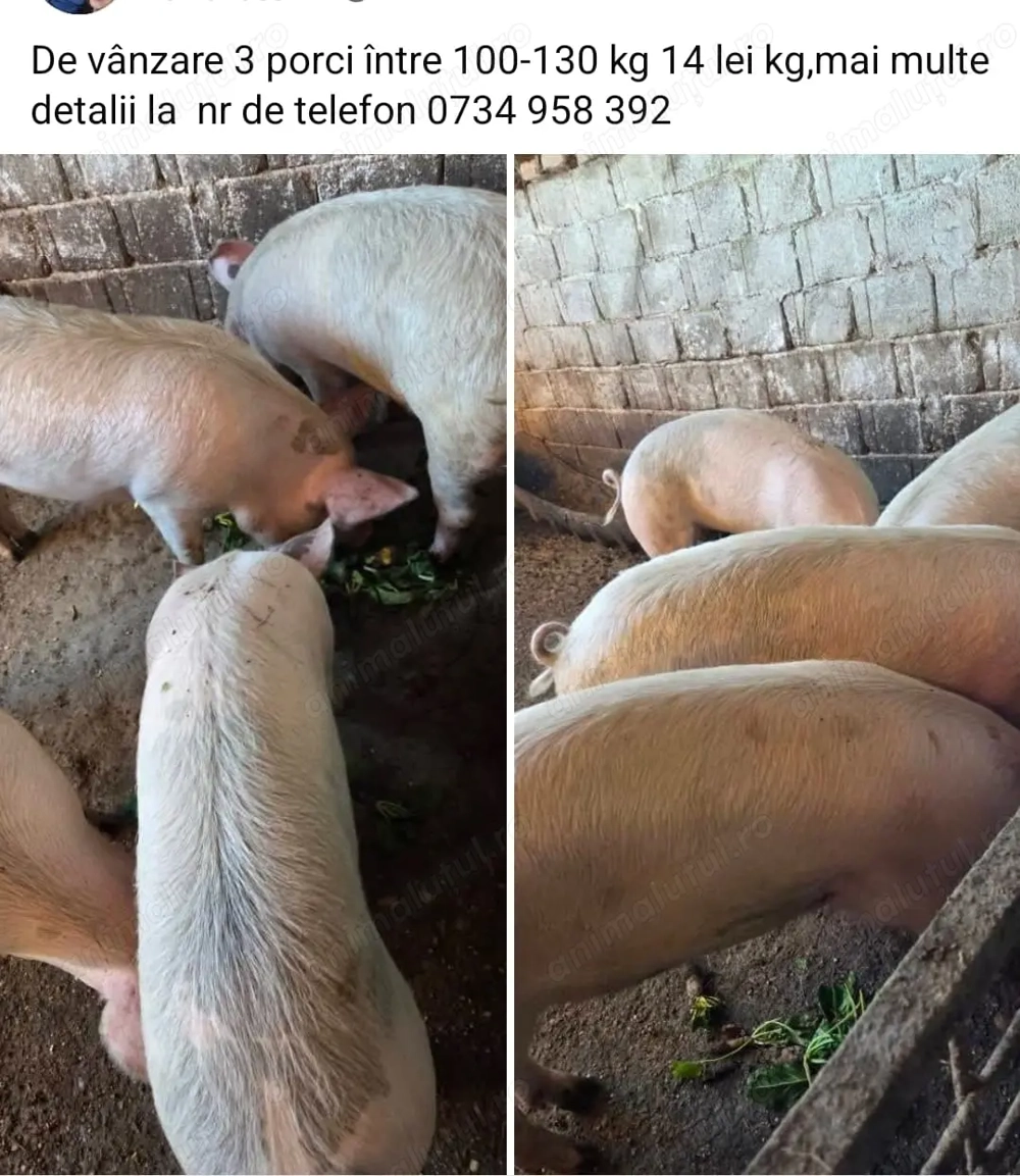 Porci pr. sacrificare 