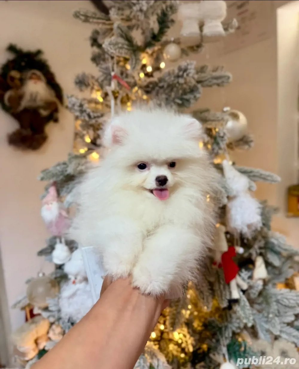 pomeranian boo ,superb varsta 3luni 