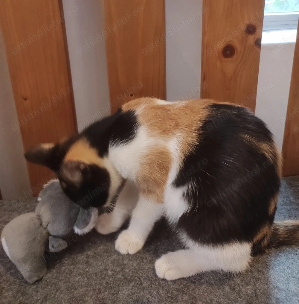 ofer spre adopție pui de pisica 